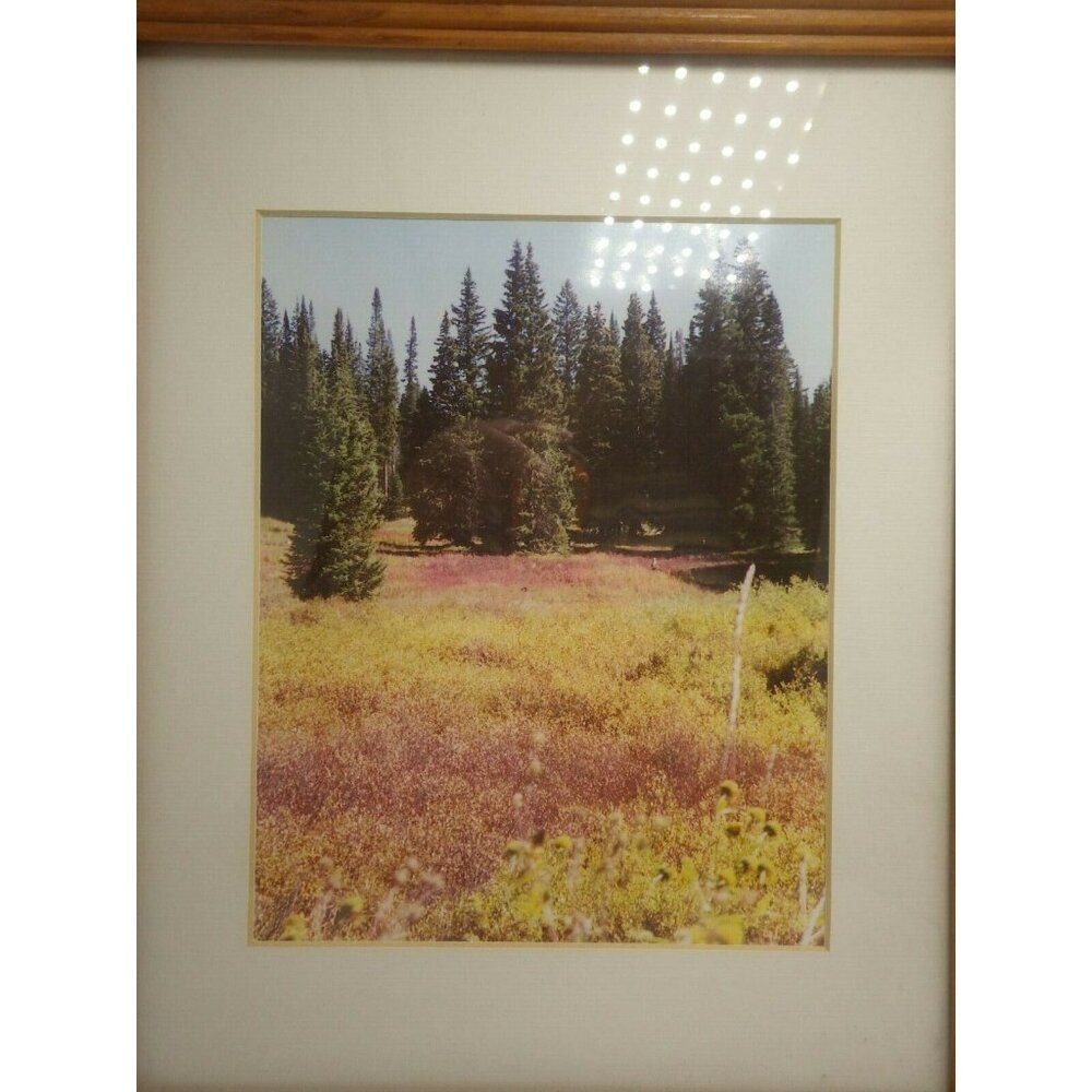 Steamboat Springs Colorado Landscape Trees Framed Photo Print Buffalo Pass